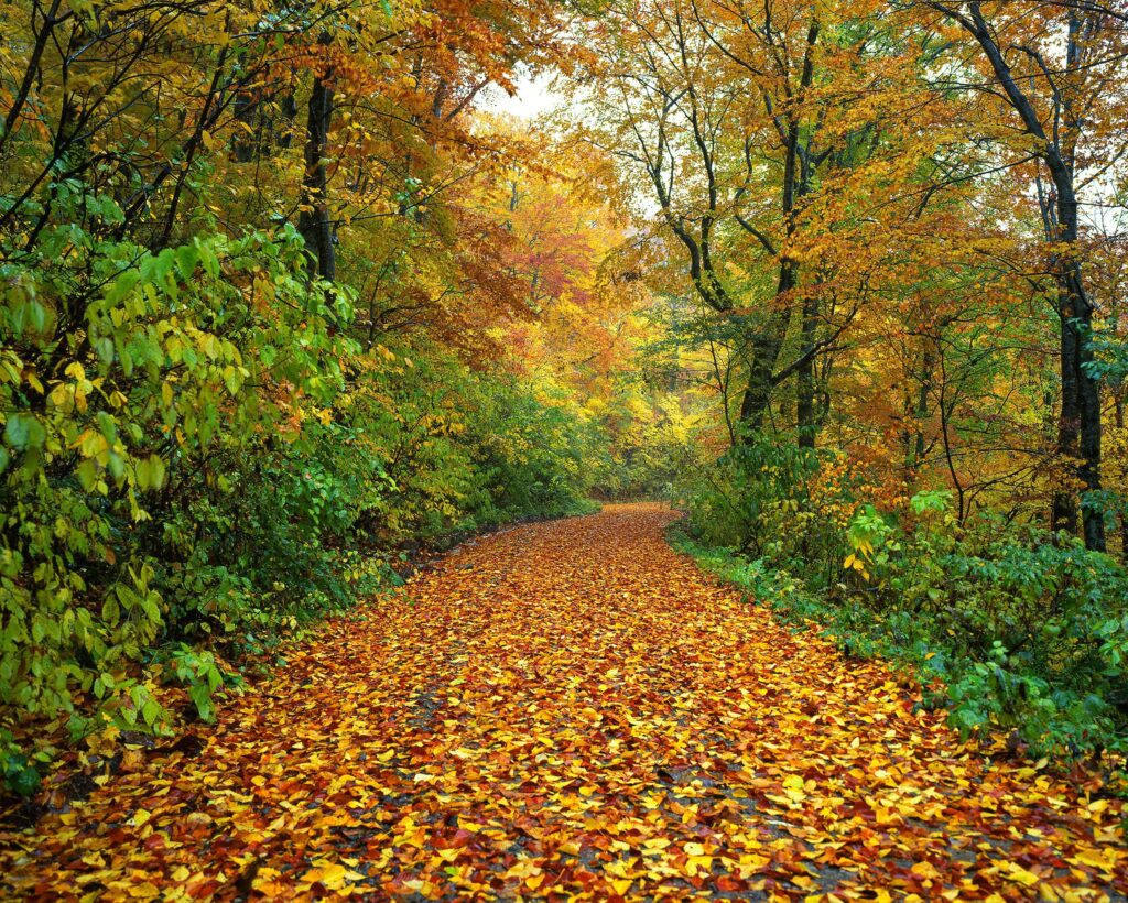 Japanese Names related to Autumn